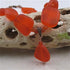 Orange Sea Glass Bead Pendant Necklace - VP's Jewelry